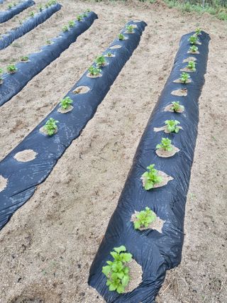 이상욱님의 감자 · 영농일지 작성글 사진