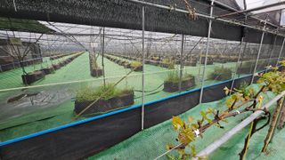 김세용님의 포도 · 영농일지 작성글 사진