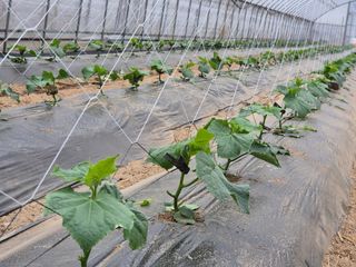 대진눙장막노동잡부님의 기타작물 · 영농일지 작성글 사진