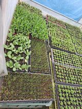 팜모닝 참깨·영농일지 게시글 이미지