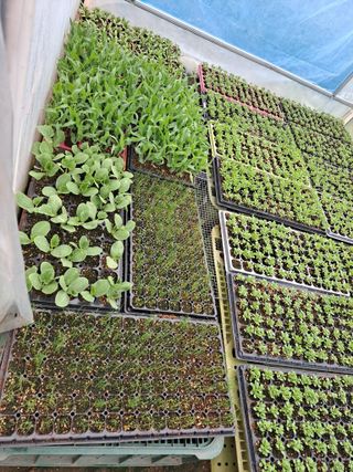 구본명님의 참깨 · 영농일지 작성글 사진