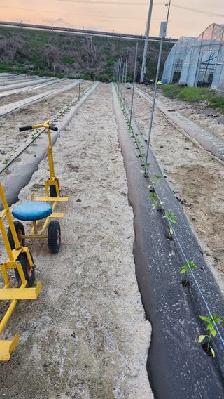 장기수님의 기타작물 · 영농일지 작성글 사진
