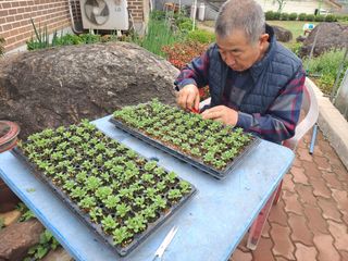 구본명님의 참깨 · 영농일지 작성글 사진