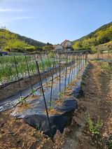 팜모닝 기타작물·영농일지 게시글 이미지