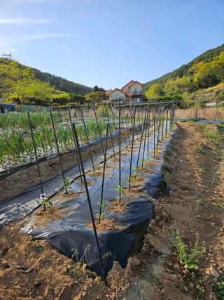 창호리초보농부님의 기타작물 · 영농일지 작성글 사진