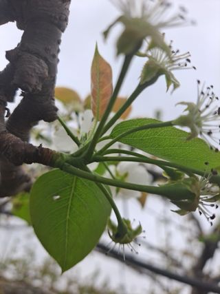 박미스터님의 배 · 영농일지 작성글 사진