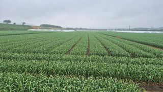 서정욱님의 마늘 · 영농일지 작성글 사진