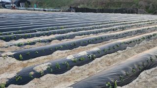 장기수님의 기타작물 · 영농일지 작성글 사진