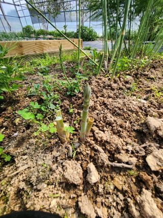 호박13997님의 기타작물 · 영농일지 작성글 사진