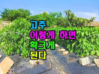 꿈꾸는텃밭님의 고추 · 영농일지 작성글 사진