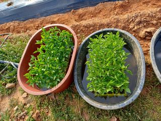 김명복님의 고추 · 영농일지 작성글 사진