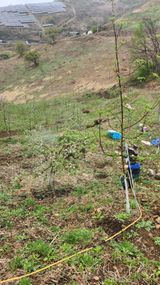 팜모닝 사과·영농일지 게시글 이미지