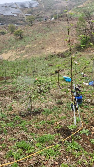 사과6329님의 사과 · 영농일지 작성글 사진