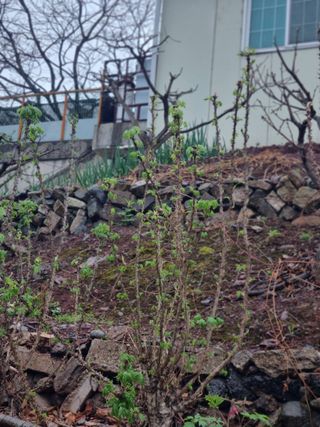 김용대님의 기타작물 · 자유게시판 작성글 사진