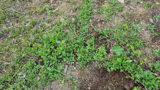 의성촌놈님의 기타작물 · 영농일지 작성글 사진