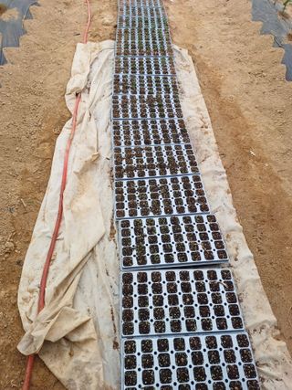 김영천님의 기타작물 · 영농일지 작성글 사진