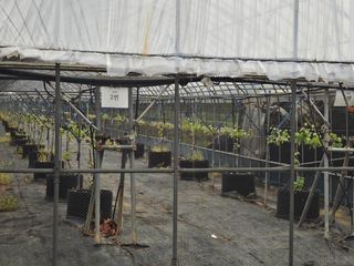 김세용님의 포도 · 영농일지 작성글 사진