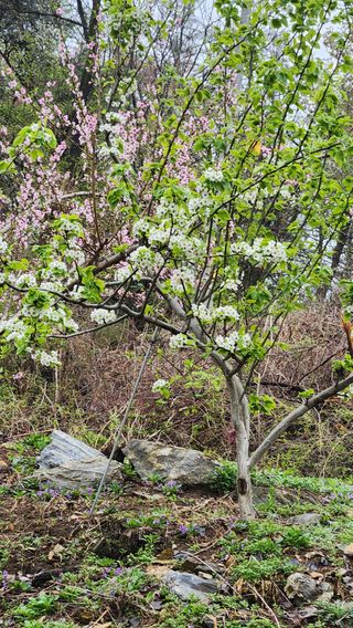 사과6329님의 사과 · 영농일지 작성글 사진