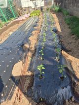 팜모닝 고추·영농일지 게시글 이미지