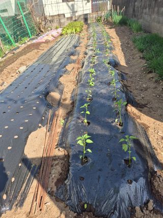 박주희님의 고추 · 영농일지 작성글 사진