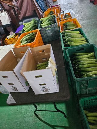 태이린팜님의 오이 · 영농일지 작성글 사진
