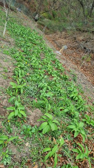 의성촌놈님의 기타작물 · 영농일지 작성글 사진