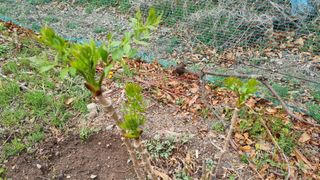 의성촌놈님의 기타작물 · 영농일지 작성글 사진