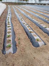 팜모닝 기타작물·영농일지 게시글 이미지