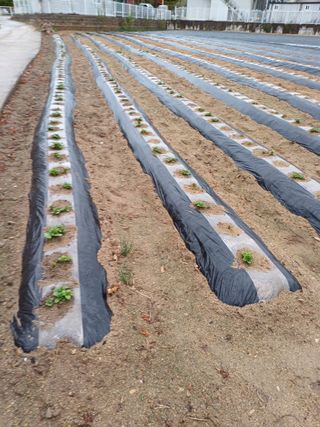 강명수님의 기타작물 · 영농일지 작성글 사진