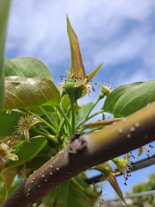 박미스터님의 배 · 영농일지 작성글 사진