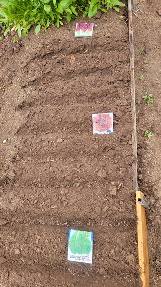 김영규님의 기타작물 · 영농일지 작성글 사진