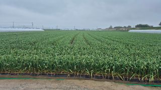 서정욱님의 마늘 · 영농일지 작성글 사진