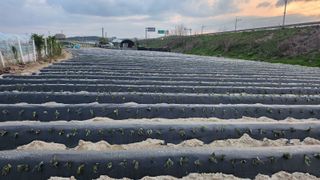 장기수님의 기타작물 · 영농일지 작성글 사진