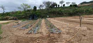 김영진님의 고추 · 영농일지 작성글 사진