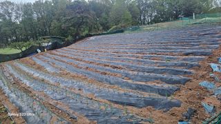 임일재님의 고구마 · 영농일지 작성글 사진