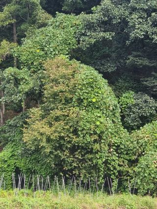 역전평리이광재님의 기타작물 · 영농일지 작성글 사진