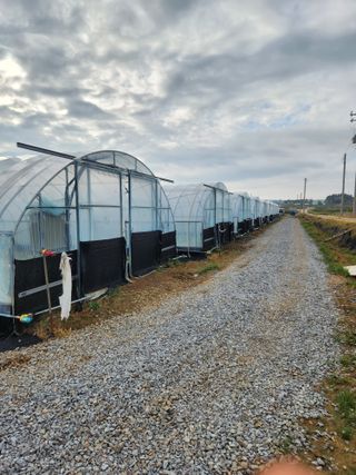 김저팔계님의 기타작물 · 영농일지 작성글 사진