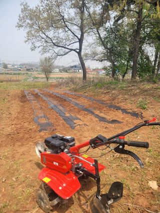 로만아빠님의 감자 · 영농일지 작성글 사진