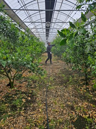 제주 지안이네농장님의 기타작물 · 영농일지 작성글 사진