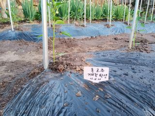 헤이쥬회원님의 고추 · 영농일지 작성글 사진