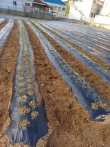 팜모닝 파·영농일지 게시글 이미지