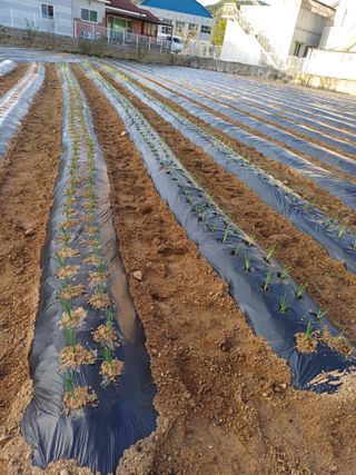 강명수님의 파 · 영농일지 작성글 사진