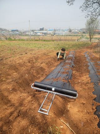 로만아빠님의 감자 · 영농일지 작성글 사진