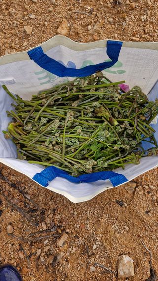 오금빛사과농장님의 기타작물 · 영농일지 작성글 사진