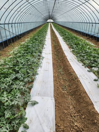 김저팔계님의 기타작물 · 영농일지 작성글 사진