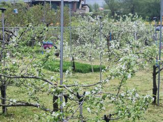 키다리님의 감 · 영농일지 작성글 사진