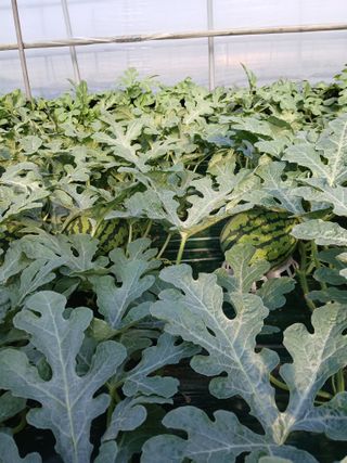 Smy1245678님의 기타작물 · 영농일지 작성글 사진