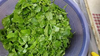 김지철님의 기타작물 · 영농일지 작성글 사진