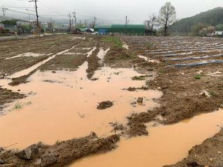 백용구님의 두릅 · 영농일지 작성글 사진