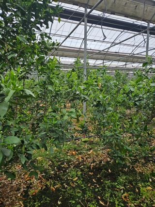 제주 지안이네농장님의 기타작물 · 영농일지 작성글 사진